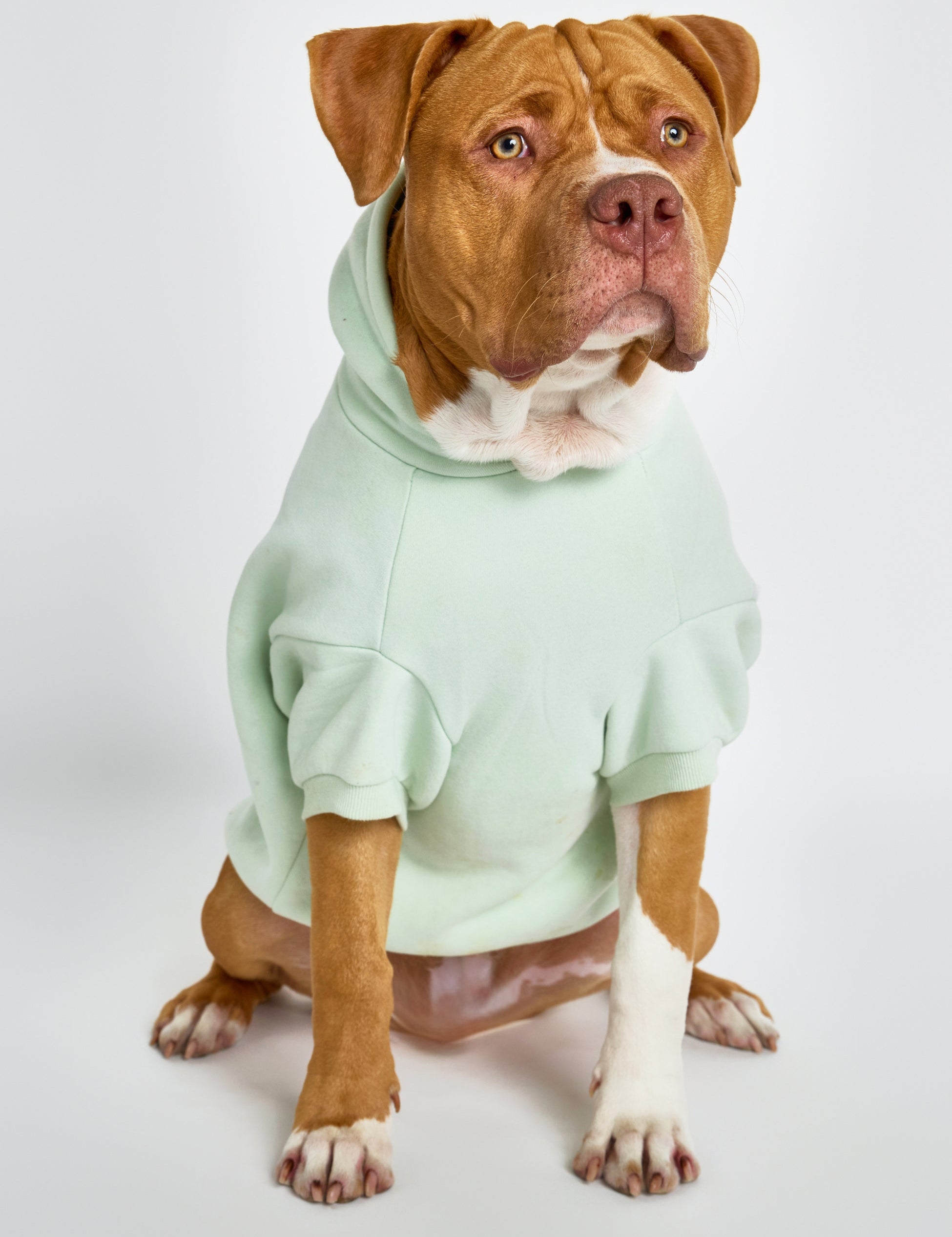 Pastel Paw Hoodie - Pre Order