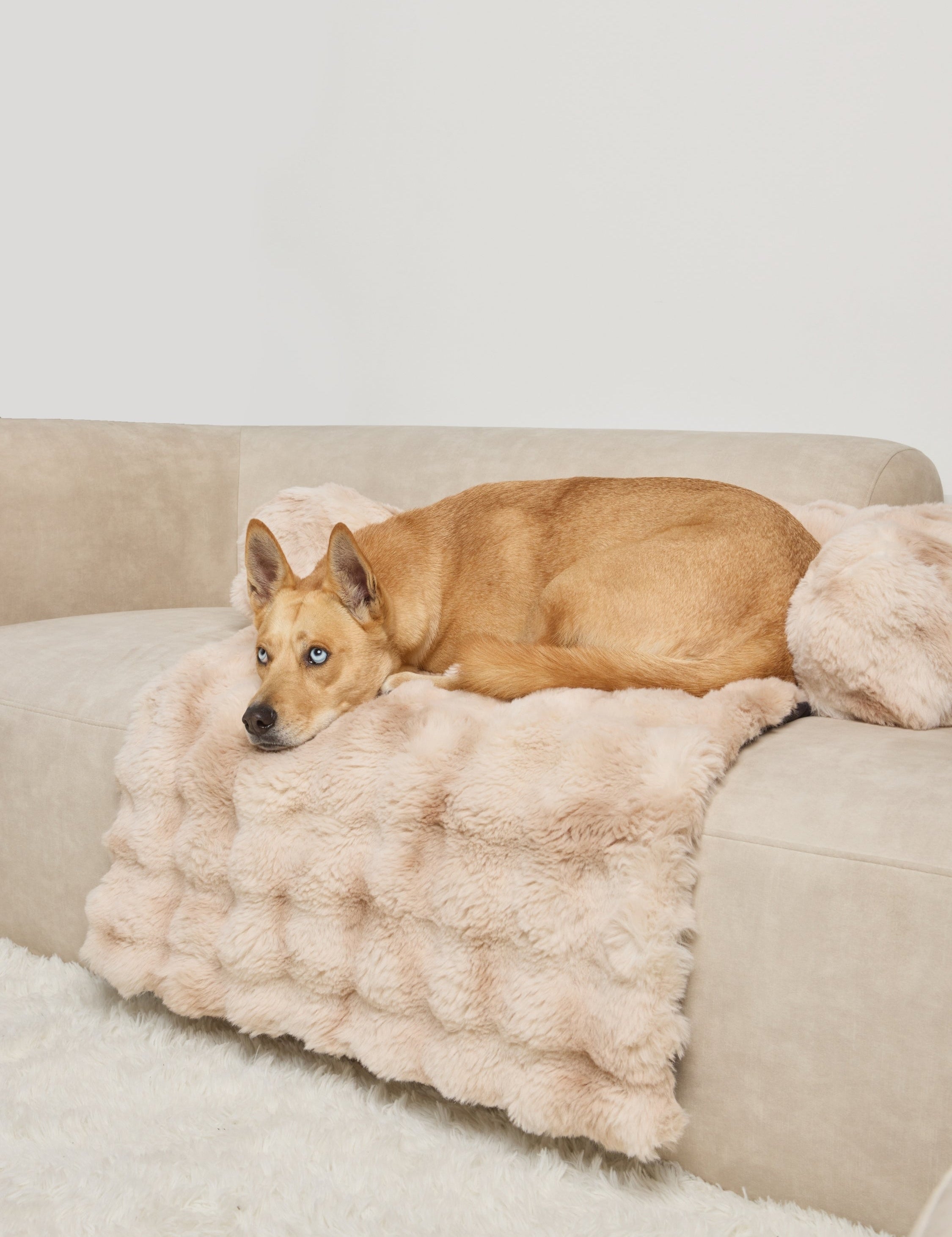 Dream Cloud Pet Sofa Bed - Pre Order