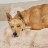 Dream Cloud Pet Sofa Bed
