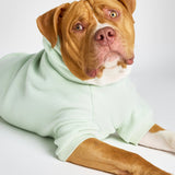 Pastel Paw Hoodie - Pre Order