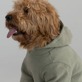 Coordinate Paw Hoodie